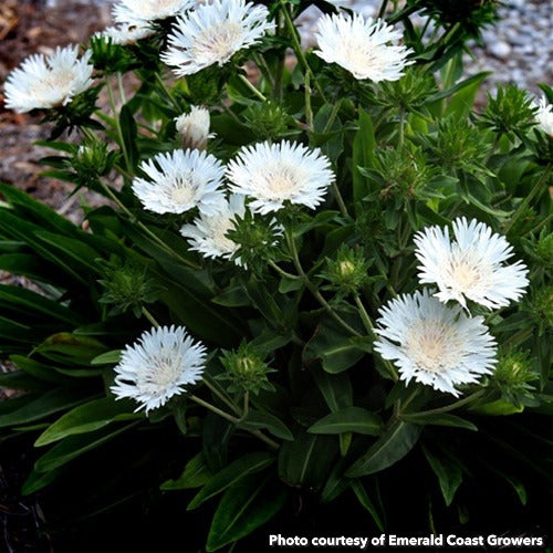 Stokesia laevis Divinity 1G