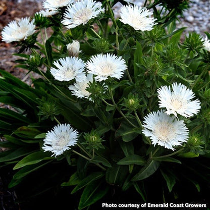 Stokesia laevis Divinity 1G