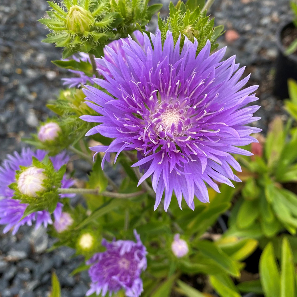 Stokesia laevis Peachie's Pick 1G