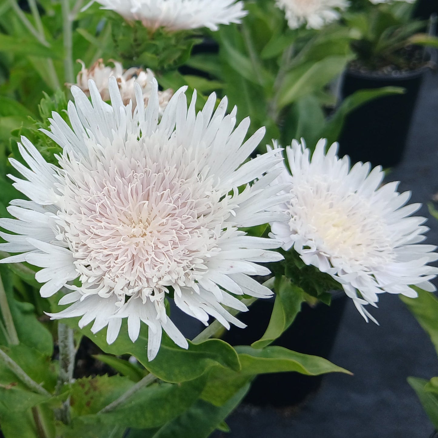Stokesia laevis Divinity 1G