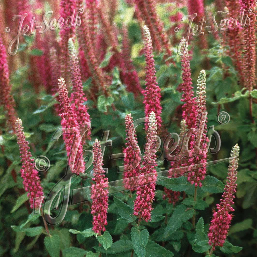 Teucrium hircanicum Purple Tails 1Q