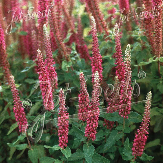 Teucrium hircanicum Purple Tails 1Q