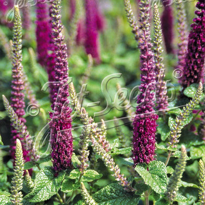 Teucrium hircanicum Purple Tails 1Q