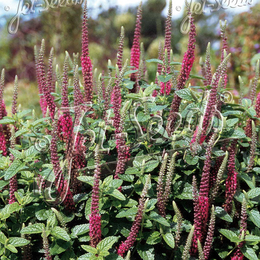 Teucrium hircanicum Purple Tails 1Q