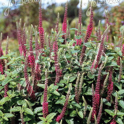Teucrium hircanicum Purple Tails 1Q