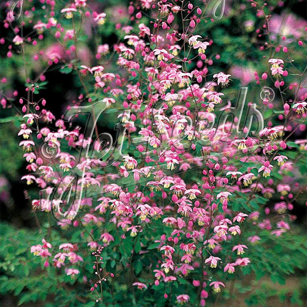 Thalictrum delavayi 1Q