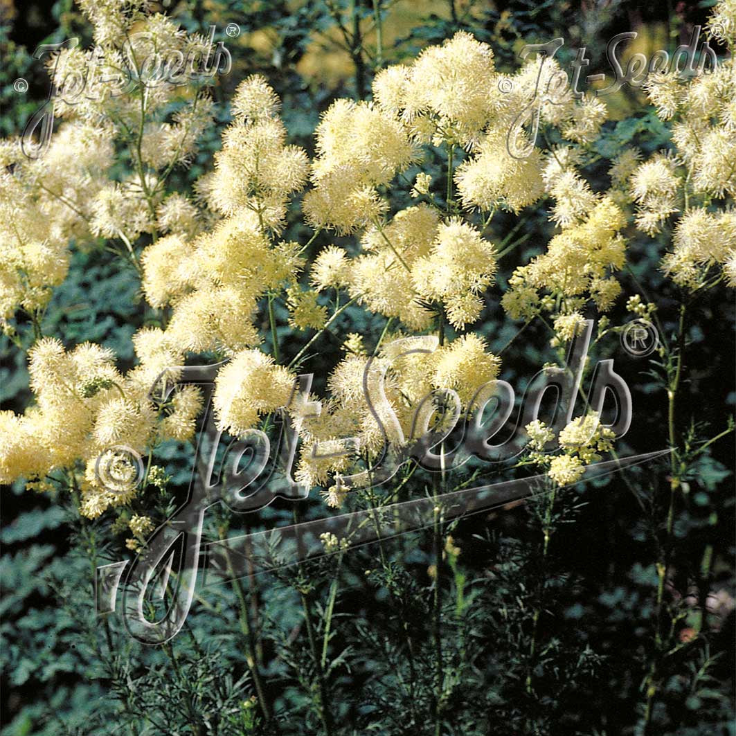 Thalictrum lucidum 1Q