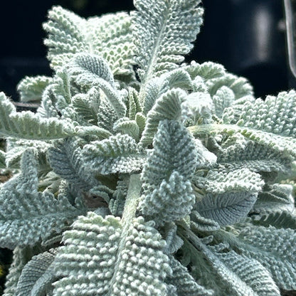 Tanecetum densum ssp. amani  Partridge Feather 1Q