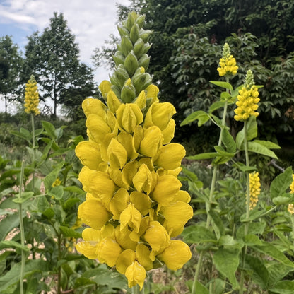 Thermopsis villosa 1G (Carolina Lupine)