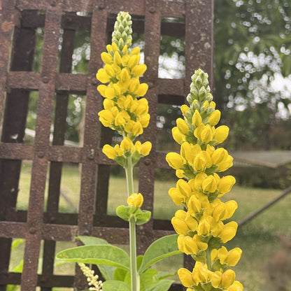 Thermopsis villosa 1G (Carolina Lupine)