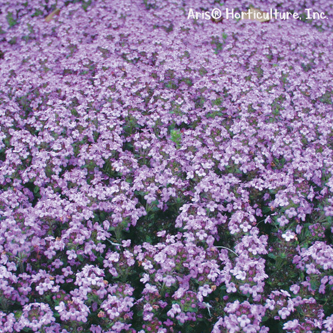 Thyme Elfin 3.25"