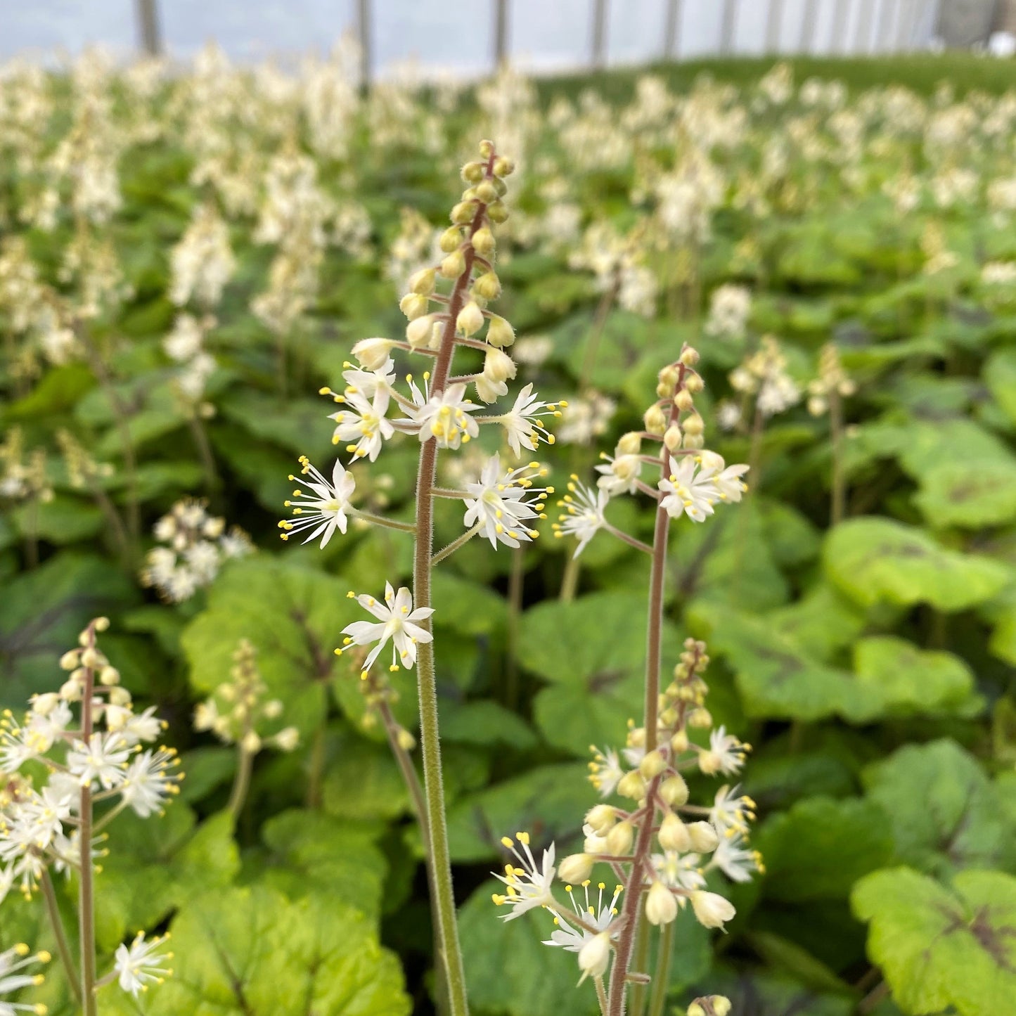 Tiarella cordifolia Brandywine 1G