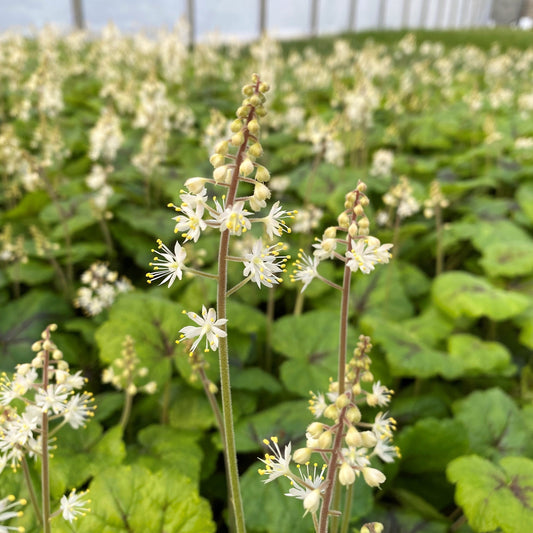 Tiarella cordifolia Brandywine 1G