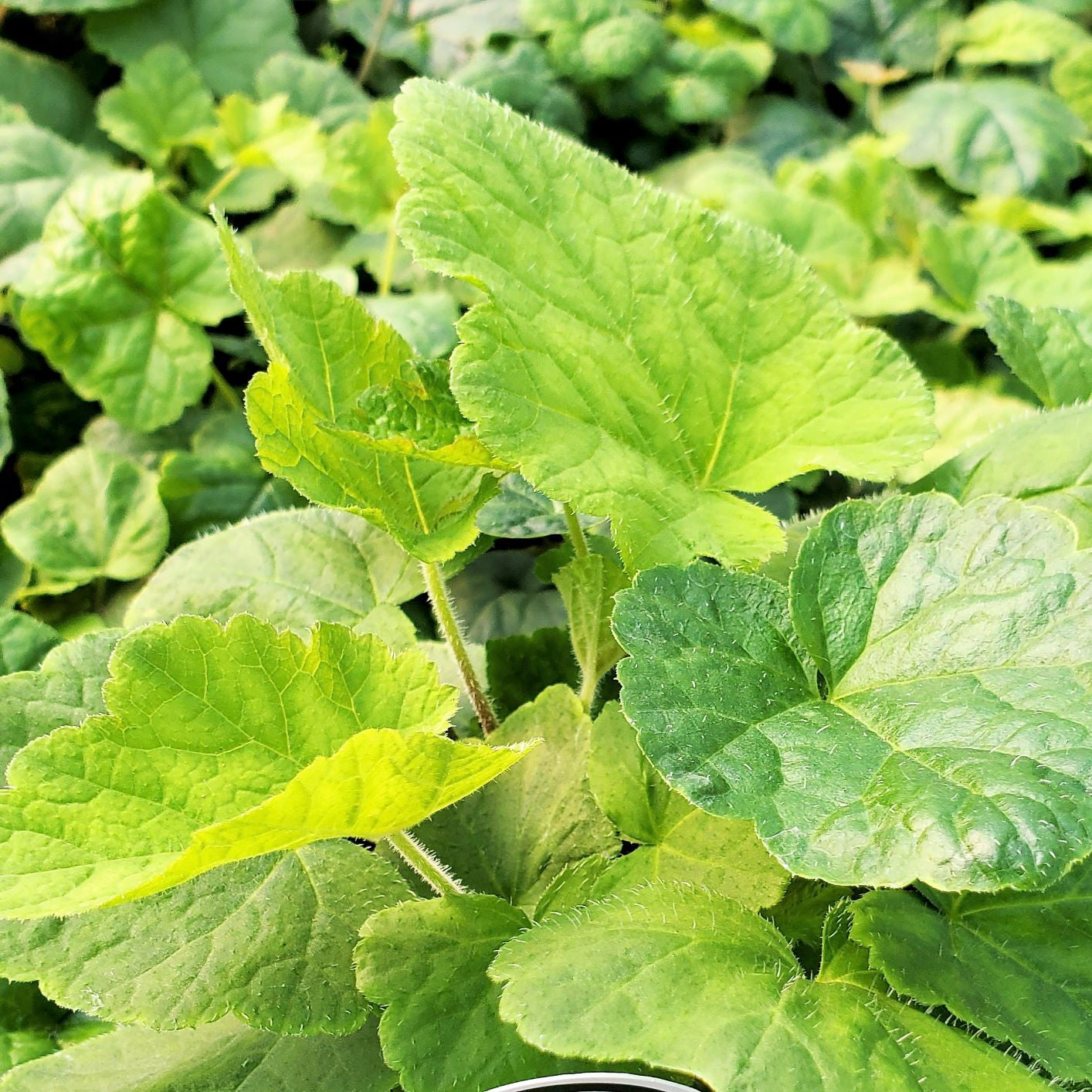 Tiarella cordifolia 1G
