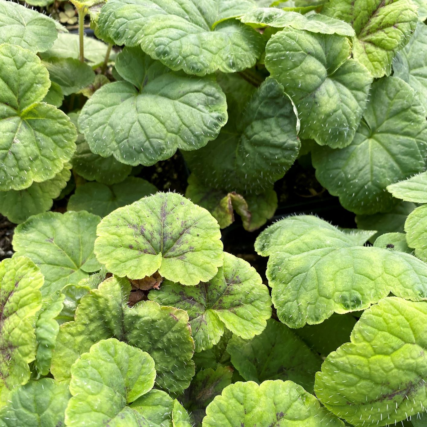 Tiarella cordifolia Running Tapestry 1G