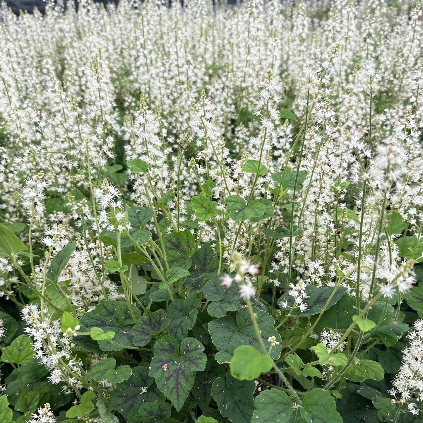 Tiarella cordifolia Running Tapestry 1G