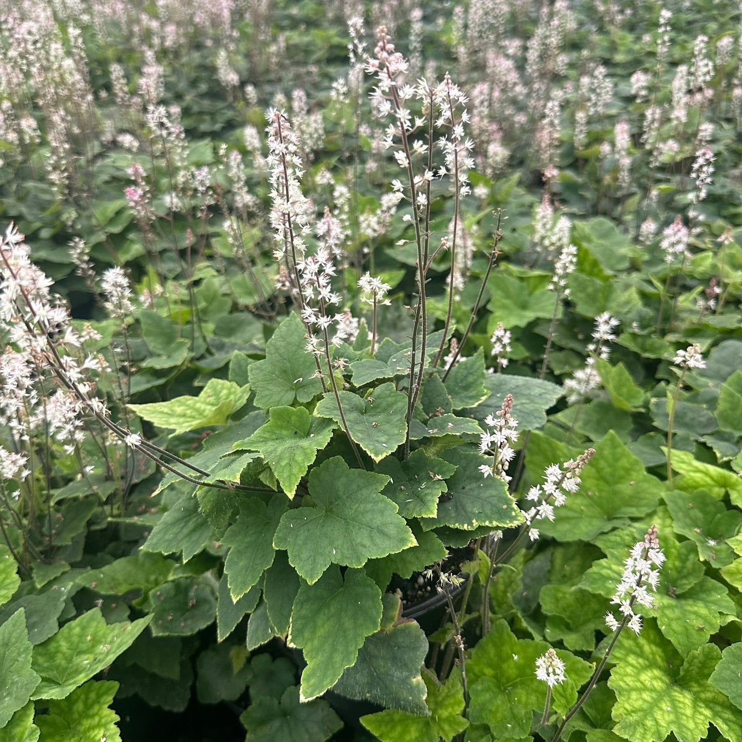 Tiarella cordifolia Wherryi 1G