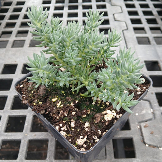Sedum sediforme Turquoise Tails 1Q
