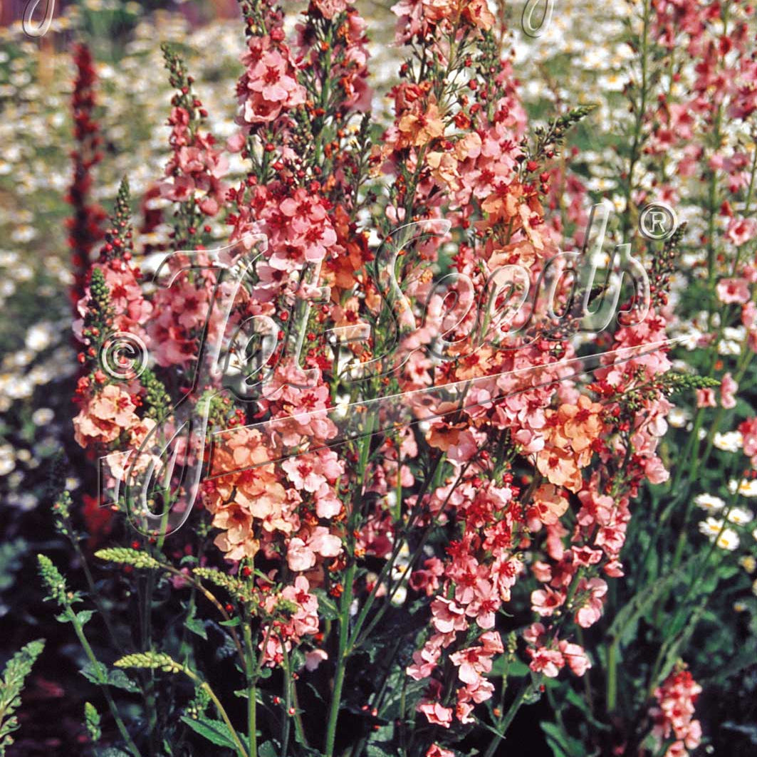 Verbascum x Southern Charm 1G