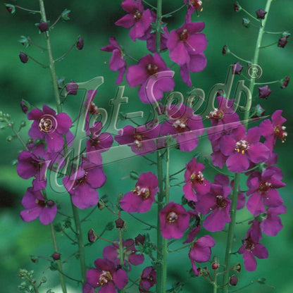 Verbascum phoeniceum Violetta 1G