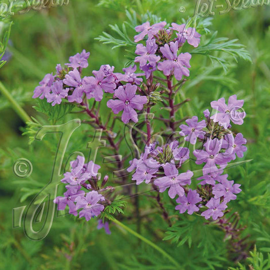Verbena tenuisecta 3.25"
