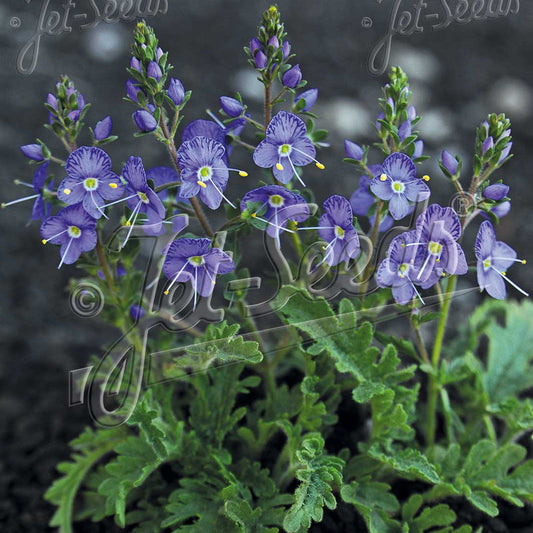 Veronica schmidtiana 1Q