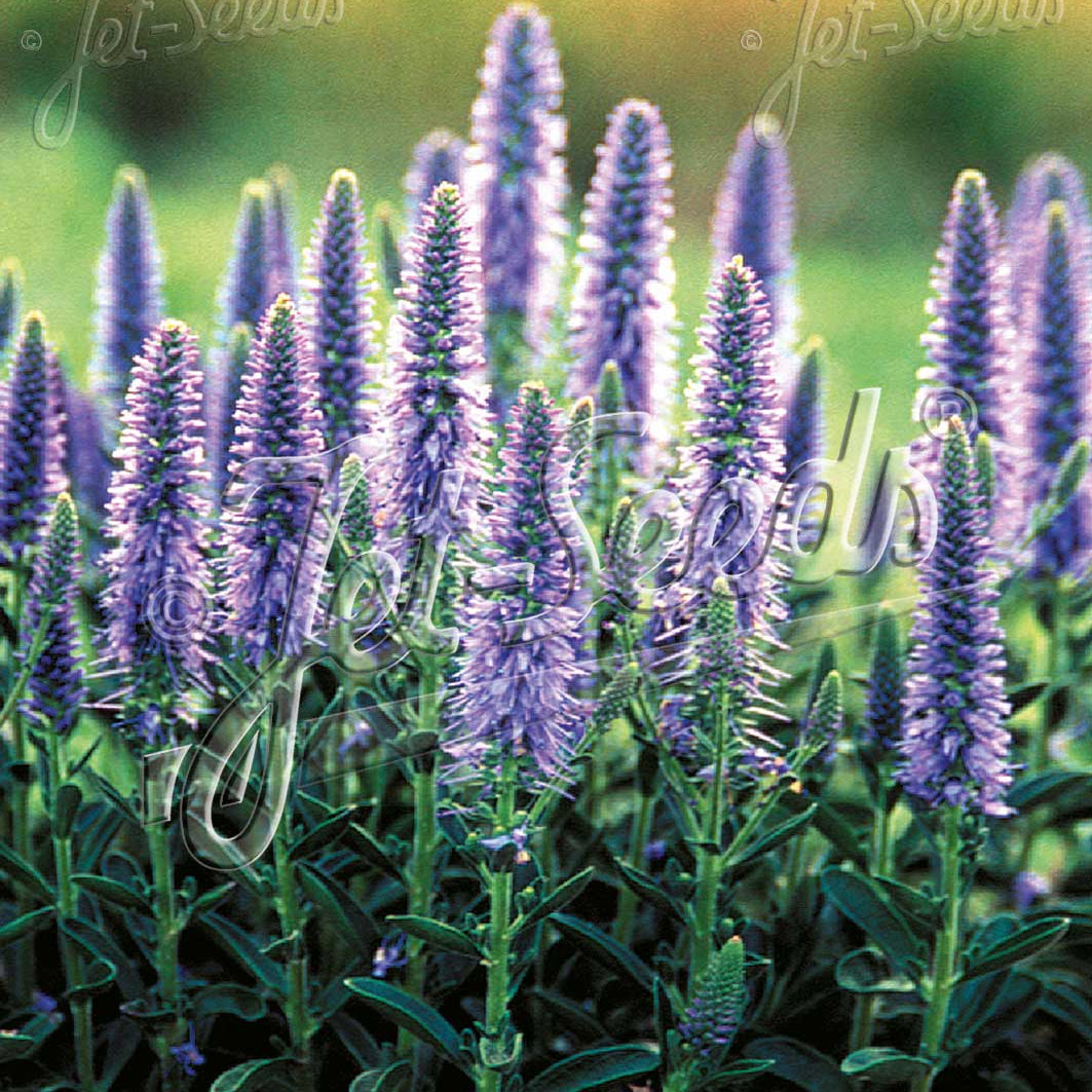Veronica spicata Blue Carpet 1Q
