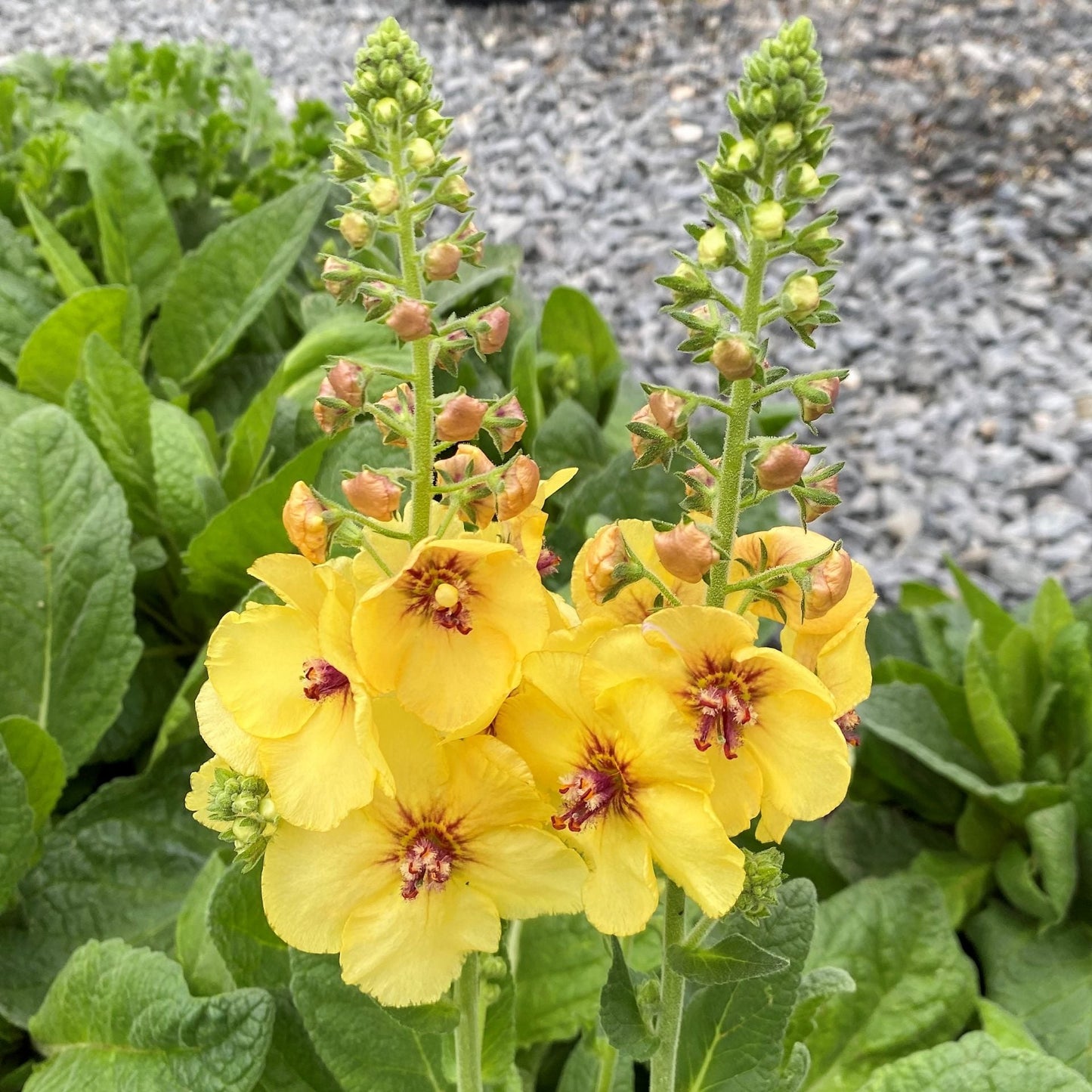 Verbascum x Honey Dijon 1G