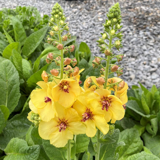 Verbascum x Honey Dijon 1G