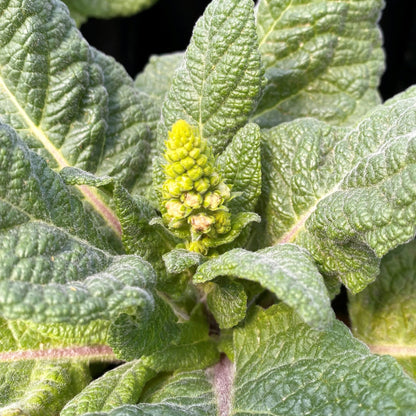 Verbascum x Dark Eyes 1G