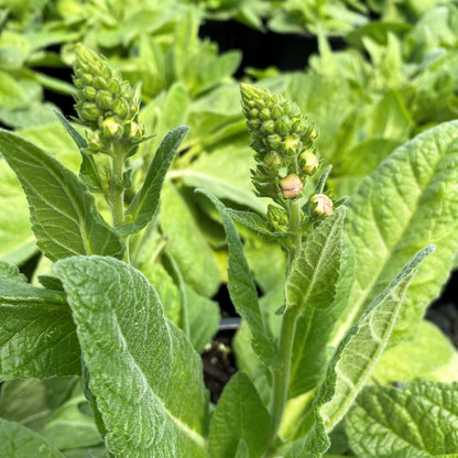 Verbascum x Honey Dijon 1G