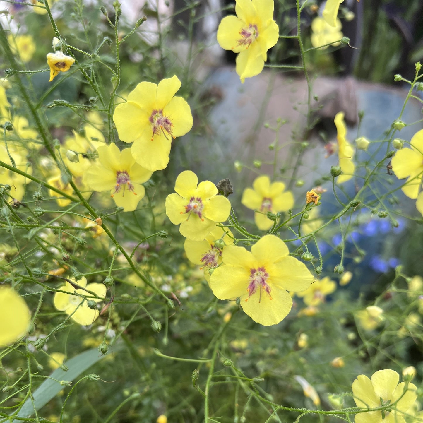Verbascum roripifolium 1G