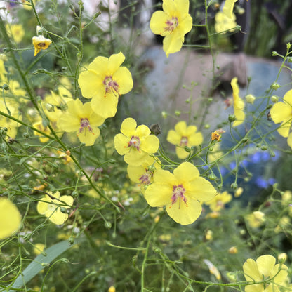 Verbascum roripifolium 1G