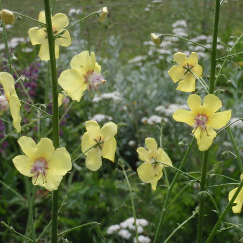 Verbascum roripifolium 1G