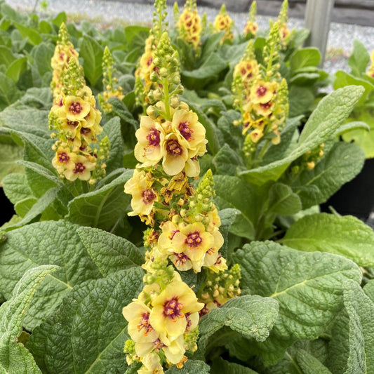 Verbascum x Dark Eyes 1G