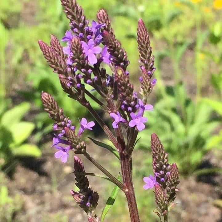 Verbena hastata 1G