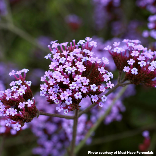 Verbena bonariensis Lollipop 1Q