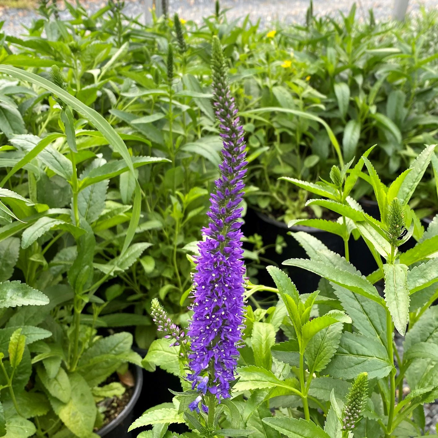 Veronica spicata Royal Rembrandt 1G
