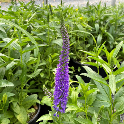 Veronica spicata Royal Rembrandt 1G