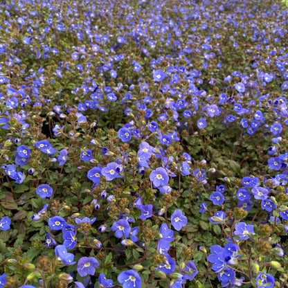 Veronica peduncularis Georgia Blue 1G