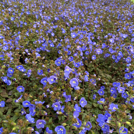 Veronica peduncularis Georgia Blue 1G