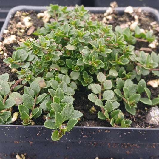 Veronica liwanensis 1Q