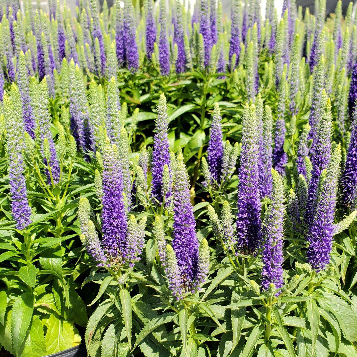 Veronica spicata Royal Candles 1Q