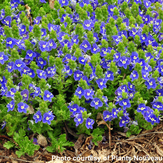 Veronica x Tidal Pool 1Q