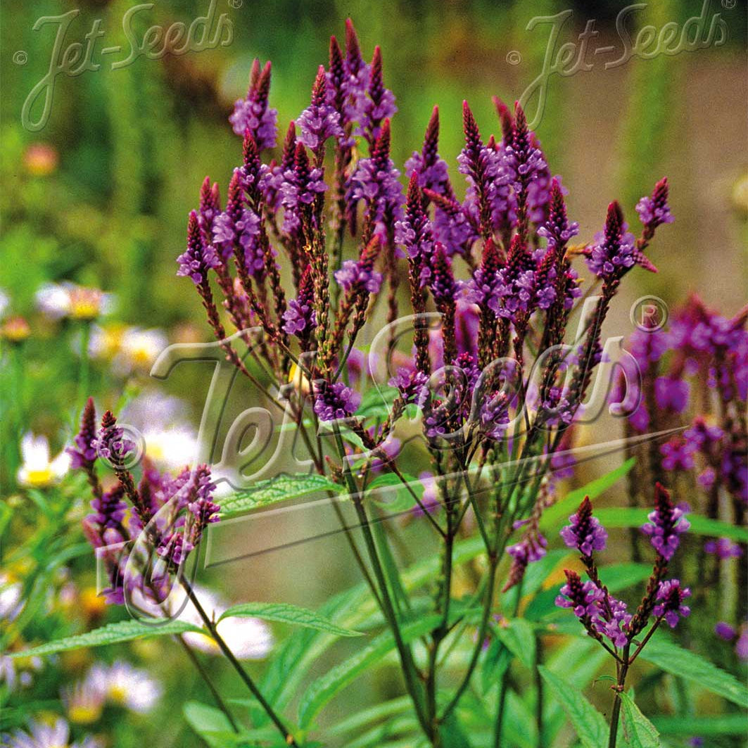 Verbena hastata Blue Spires 1G