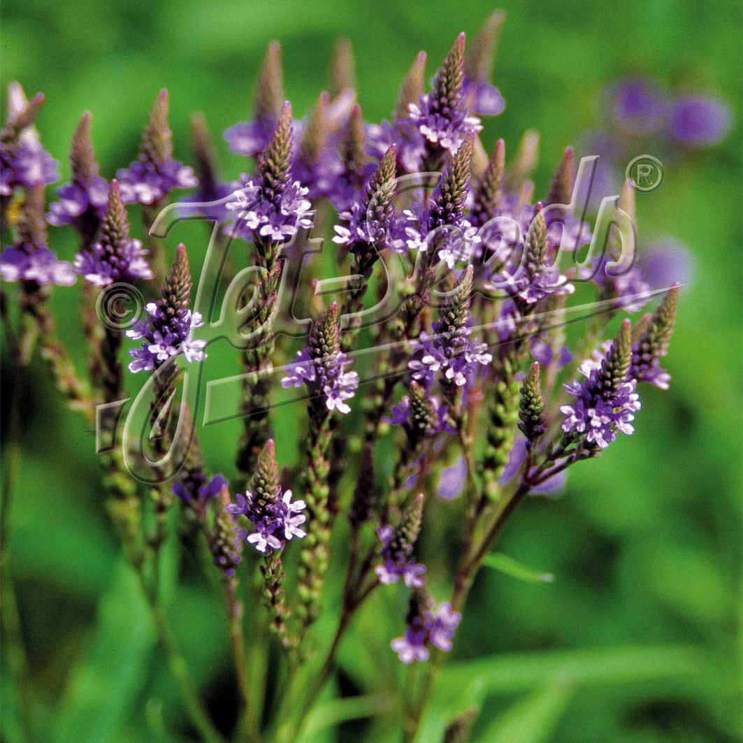 Verbena hastata Blue Spires 1G