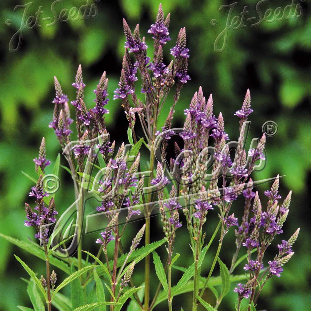 Verbena hastata Blue Spires 1G