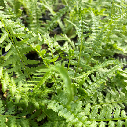 Athyrium filix-femina 'Victoriae' 1G (Victoria Lady Fern)