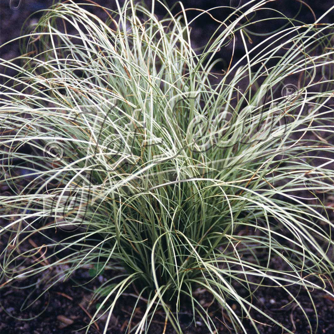 Carex albula Frosted Curls 3.25"