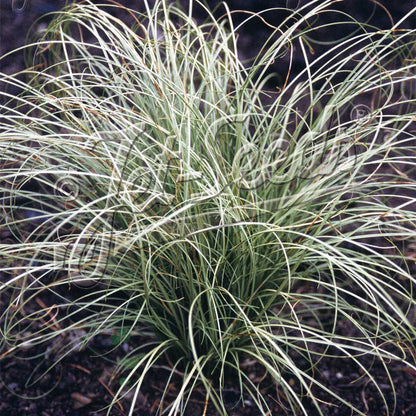 Carex albula Frosted Curls 3.25"